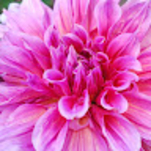 Anne Zodrow - Poshmark Profile Picture of Anne Zodrow (@annezodrow) on Poshmark