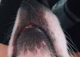 Profile Picture of   Shawn Baisley... (@sandiegocorgilife) on Tiktok