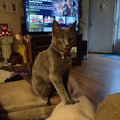 Profile Picture of Kim Cates (@kimcates) on Youtube