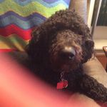 Profile Picture of Gwendolyn Bates Boykin (@goldendoodle.lover) on Instagram