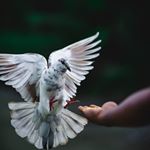 Profile Picture of Hardeep Sohi (@hardeep.sohi.125) on Instagram