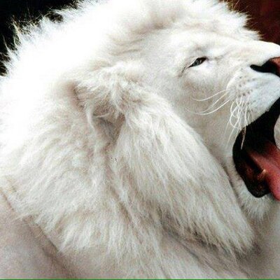 Profile Picture of Abdulla (@albert05com123) on Twitter