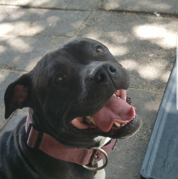 Profile Picture of Brendan Darrough (@brendandarrough) on Poshmark