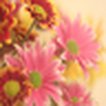 Profile Picture of Philip Jolly (@PJollyPhoto) on Flickr