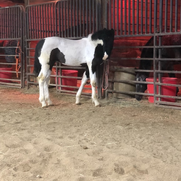 Profile Picture of Amanda Towery (@775amanda) on Poshmark