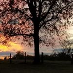 Profile Picture of LaDonna Green Curtis (@ldc_aka_nonna) on Instagram