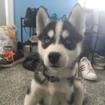 Profile Picture of Rocky Wade Bender (@rockythehuskypup3) on Instagram