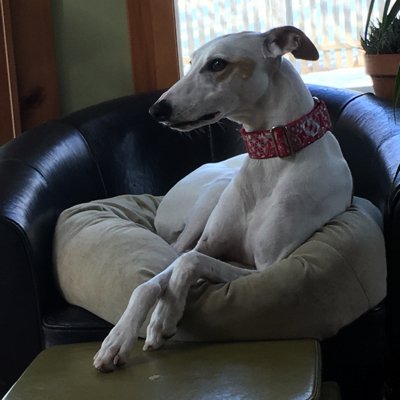 Profile Picture of SNOWMEN WHIPPETS (@wcjournal) on Twitter