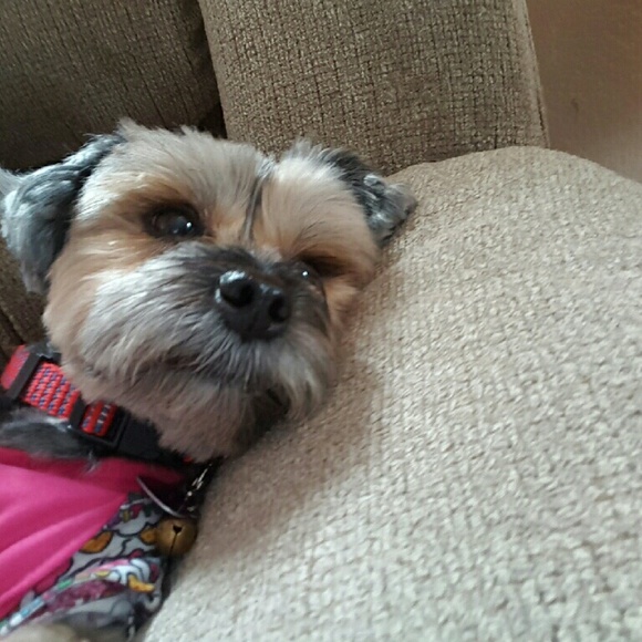 Profile Picture of Yazmin Colon (@yazmin_taci) on Poshmark