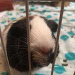 Daisy, Violet, Chloe and Blair - Instagram Profile Picture of Daisy, Violet, Chloe and Blair (@bollingerguineapigs) on Instagram