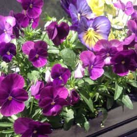 Profile Picture of Christine Romaine (@beamore11) on Pinterest