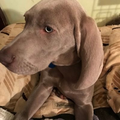 Profile Picture of Chris (@ChrisWyatt40210) on Twitter