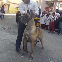 Profile Picture of Mahesh Puri (@maheshpuri14) on Twitter