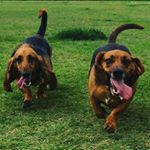 Profile Photo of Eleanor Pearl & Stanley Nelson (@eleanor.pearl.basset) on Instagram