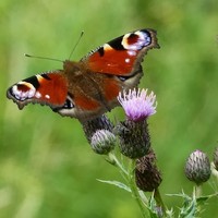 Profile Picture of Lorna Day (@lorna-day-1) on Quora