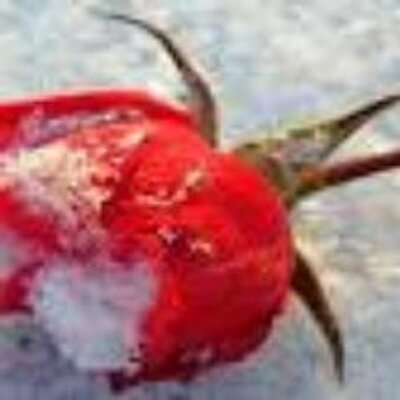 Profile Picture of Ince Ince (@ince1adam) on Twitter