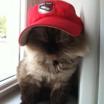 Profile Picture of Andy Pappas (@mets5368) on Instagram