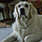 Profile Picture of speckman (@speckman) on Flickr