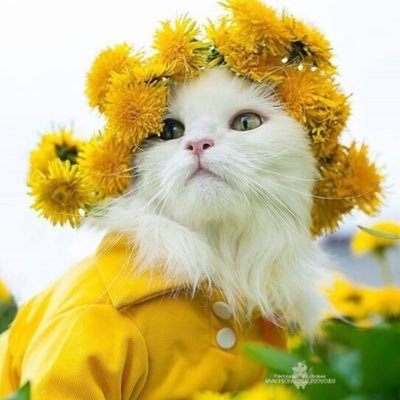 Profile Picture of Sun Cat (@sabin00b) on Twitter