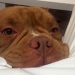 Profile Picture of daniel arjona (@arjona726) on Instagram