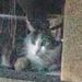 Profile Picture of Roger Simmonds (@rgr1260) on Pinterest