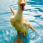 Profile Picture of cesar pastor (@cesar70pastor) on Instagram
