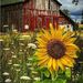 Profile Picture of Jackie Haffer (@rene308389) on Pinterest