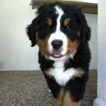 Profile Picture of Jeremy Pinard (@jeremyp1991) on Instagram