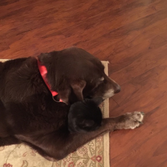 Profile Picture of Julie Prause (@julprause) on Poshmark