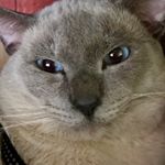 Profile Picture of Keaton (@kitty_the_cutie_) on Instagram