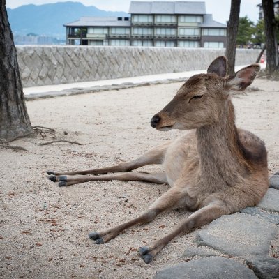 Profile Picture of Josh Buckmaster (@Spiritw0lfmusic) on Twitter