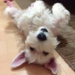 Profile Picture of Grace Hsueh (@graceh0207) on Instagram