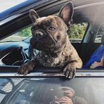 Profile Picture of stephen (@starbucksdrivethroughdogs) on Instagram