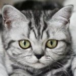 Profile Picture of Kristin (@catsandkittens1) on Instagram
