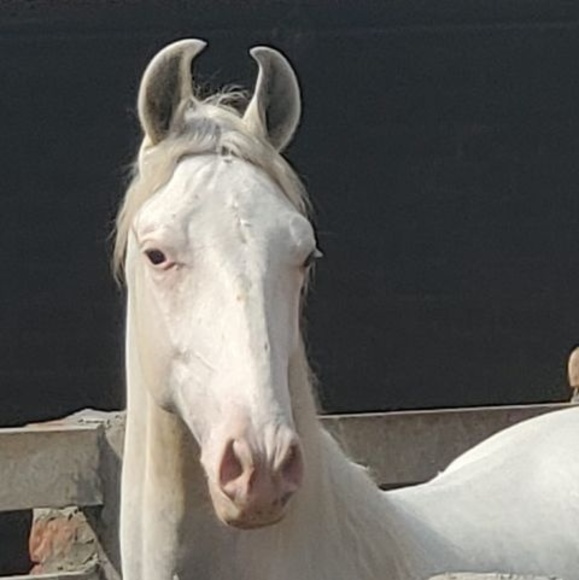 Raja Ali - Poshmark Profile Picture of Raja Ali (@rajamali75) on Poshmark