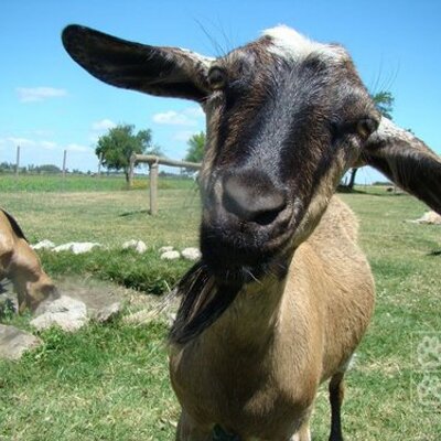 Profile Picture of Daniel Asenjo (@DanielAsenjo2) on Twitter