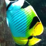 Profile Picture of lisa_mode (@lisa_mode) on Instagram