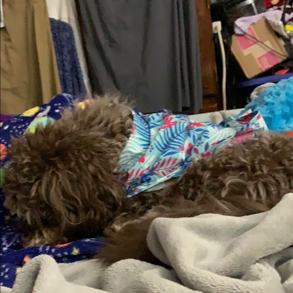 Profile Picture of Debbie Lichtenwalner (@cocoa727) on Poshmark