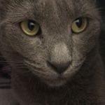 Profile Picture of Marilyn Mei Orange Eyes Cat (@marilyn_mei_thecat) on Instagram