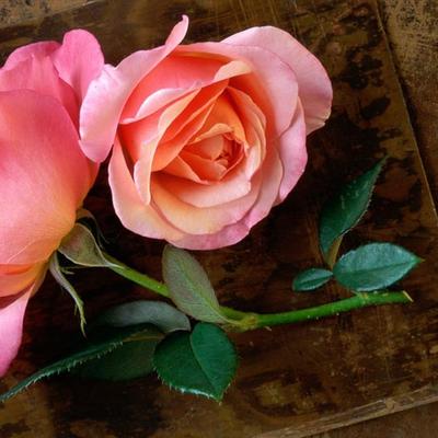 Profile Picture of Nilesh Panchal (@Nileshpanchal0) on Twitter