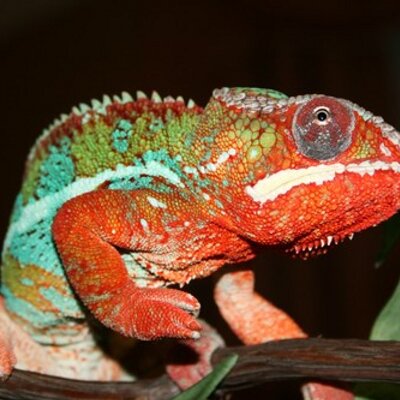 Profile Picture of Amanda George (@Pghreptileshow) on Twitter