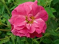 Profile Picture of Rosa 'Captain Samuel Holland'on Wikipedia