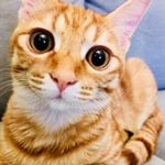 Profile Picture of 悪童ケニーとお馬さんwithシャンプー👼 (@kenny_shampoo) on Instagram