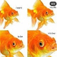 Profile Picture of L Ruiz (@l-ruiz-13) on Quora