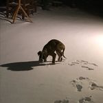 Profile Picture of Libby and Billy Busby (@libby_billybusby) on Instagram