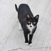 Profile Picture of Janice Hsu (@janicehsu9855) on Youtube