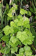 Profile Picture of Tiarella polyphyllaon Wikipedia