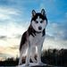 Profile Picture of Kaing Chris (@chriskaing) on Pinterest