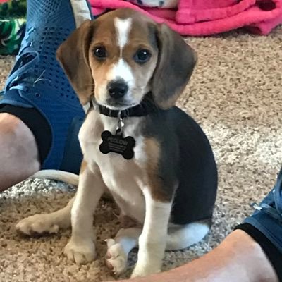 Profile Picture of Lori Peglow (@LoriPeglow) on Twitter