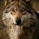 Profile Picture of robert faulk (@robert.faulk) on Instagram